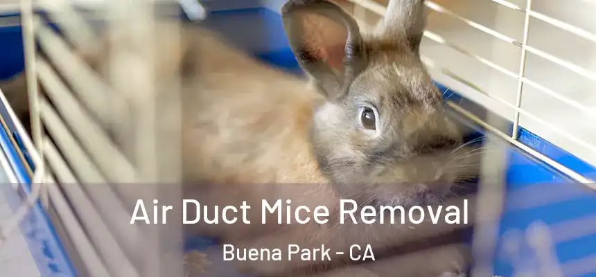 Air Duct Mice Removal Buena Park - CA